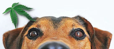 CBD für Ihre pelzigen Freunde: Wie Cannabis Haustieren helfen kann