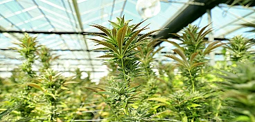 Bio-Cannabis: Ein grünerer Ansatz für Wellness