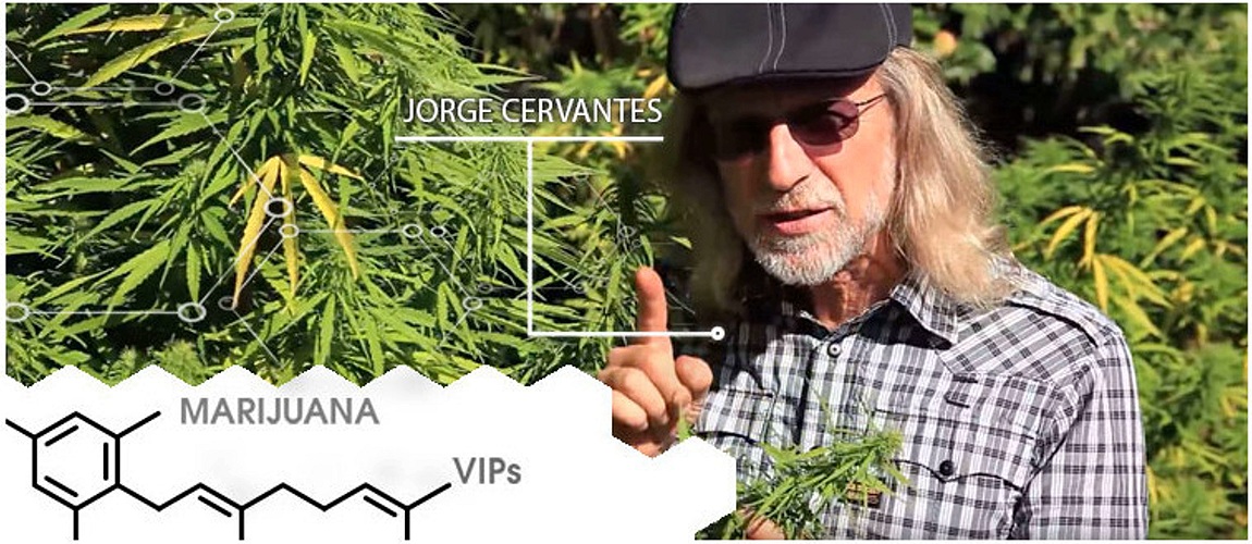 From Guerilla Grower to Cannabis Connoisseur: The Green Journey of Jorge Cervantes