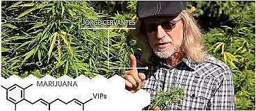 Vom Guerilla-Grower zum Cannabis-Kenner: Die grüne Reise von Jorge Cervantes